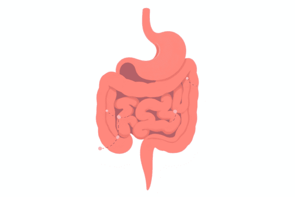 Illustration of a healthy digestive system with soft colors and subtle brain-gut connection graphics on a light background.